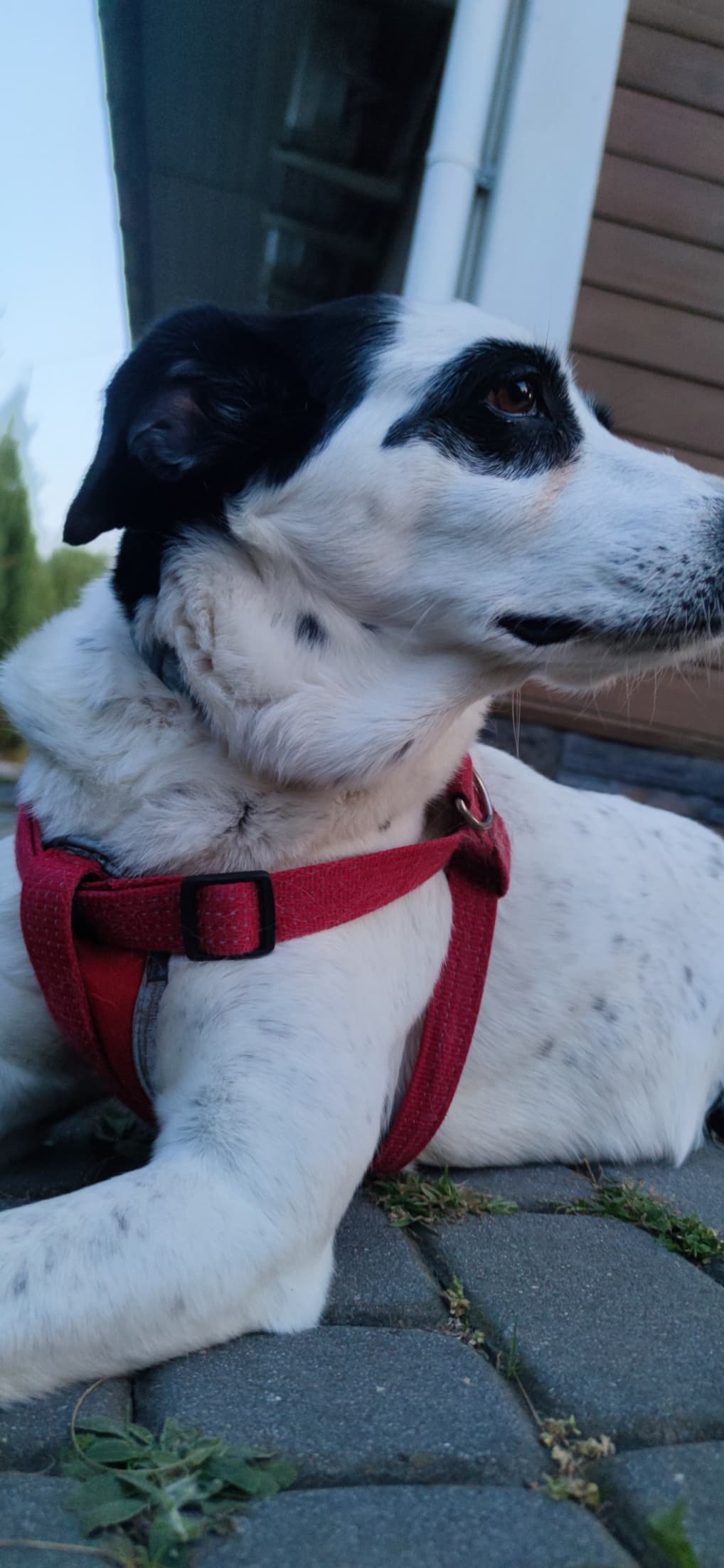 Sarah looking to the side in the yard