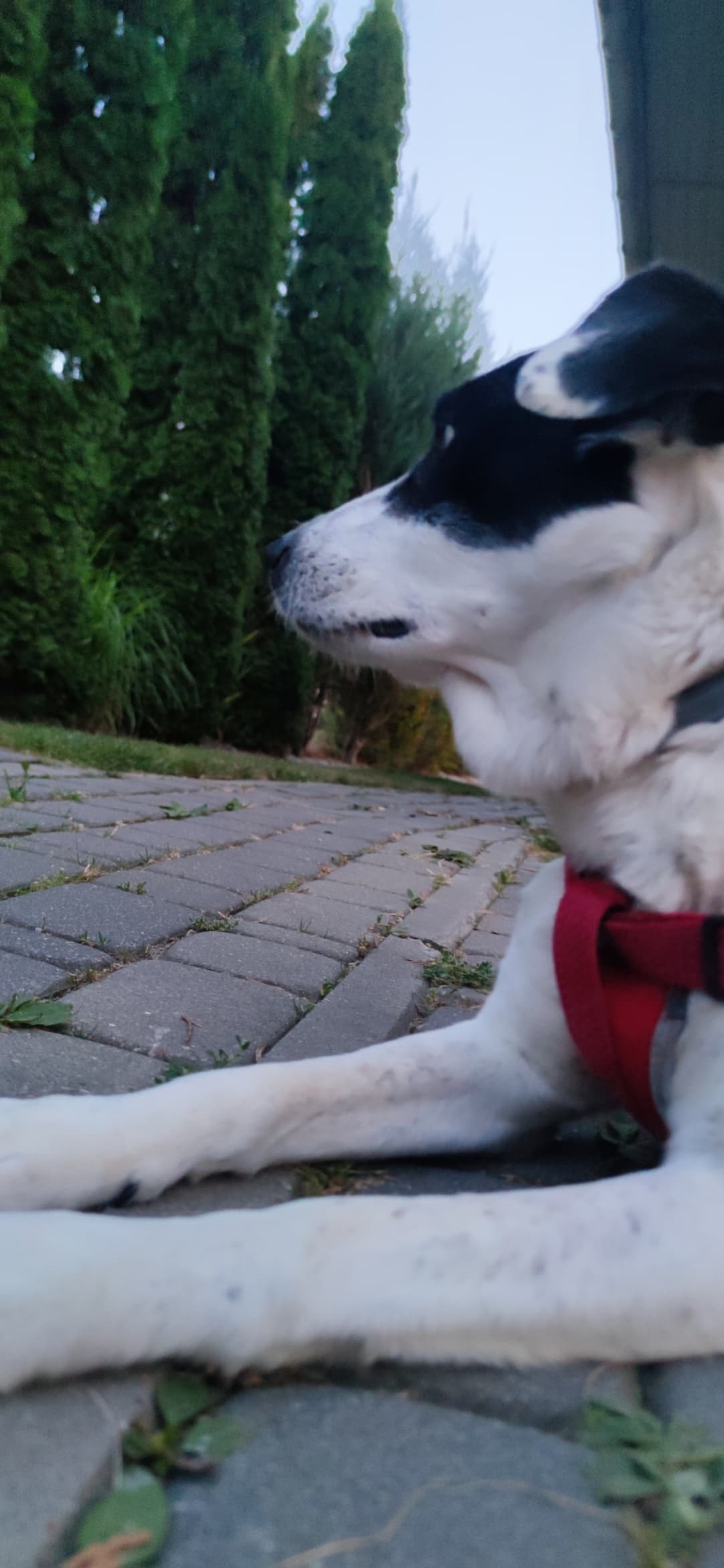 Sarah the dog lying calmly outside