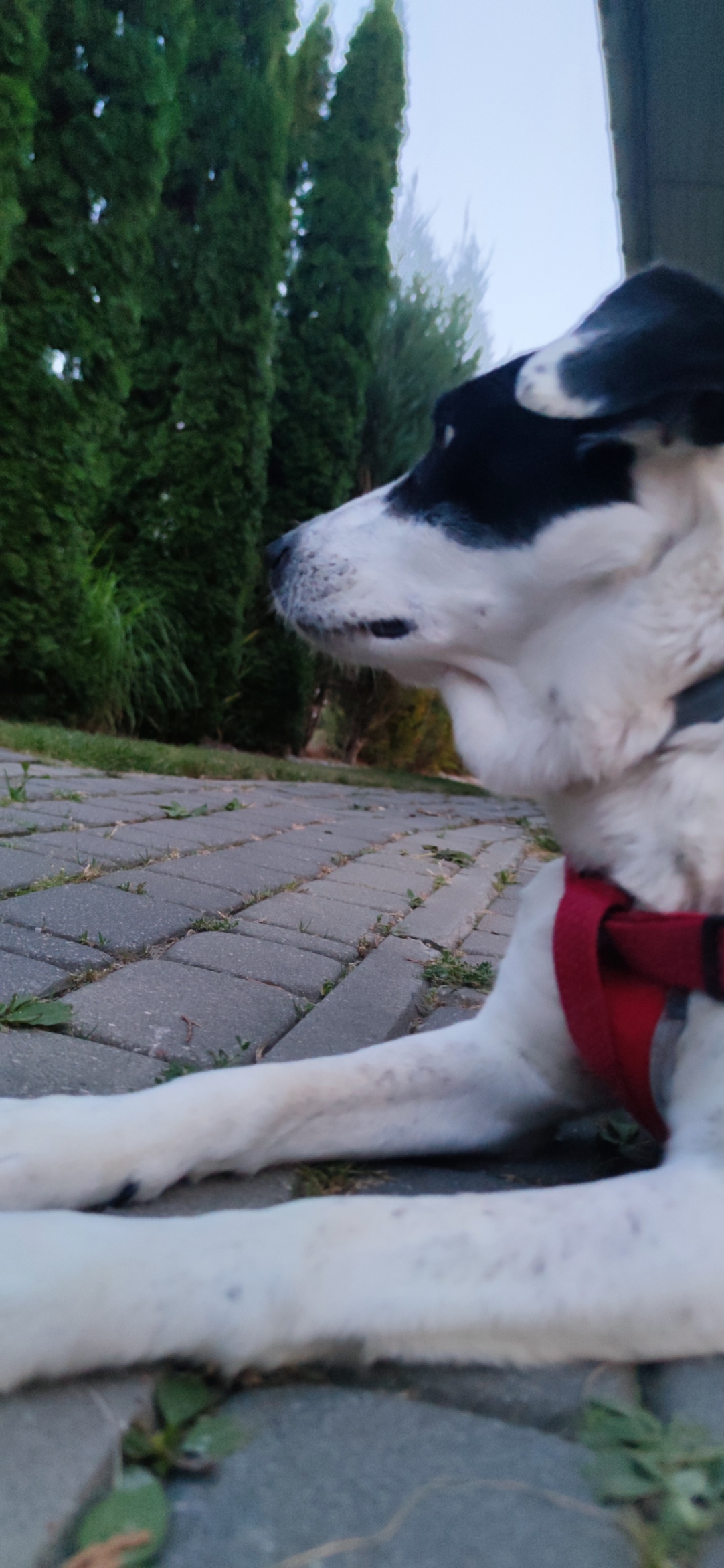 Sarah the dog lying calmly outside